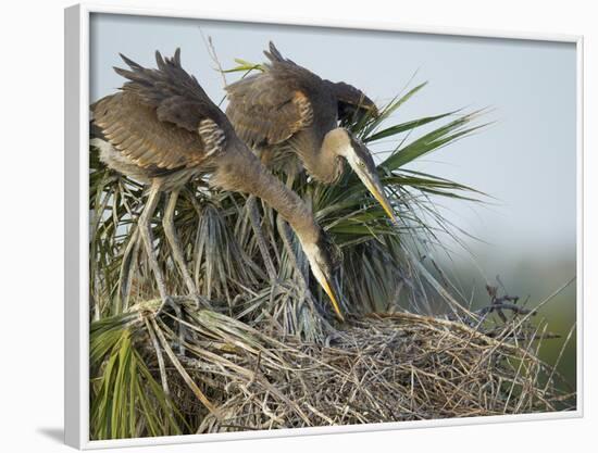 Great Blue Heron Chicks in Nest Looking for Bugs, Ardea Herodias, Viera Wetlands, Florida, USA-Maresa Pryor-Framed Photographic Print