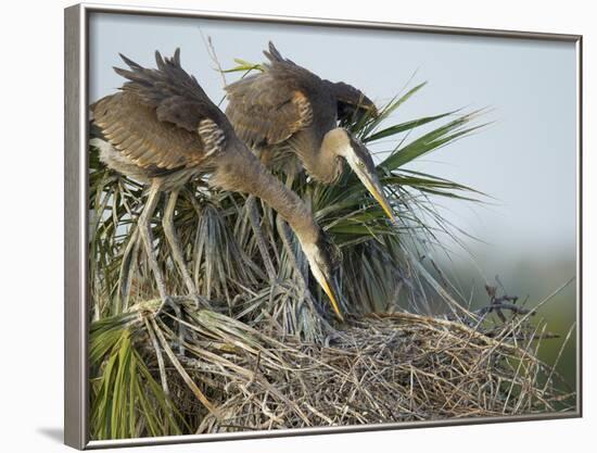 Great Blue Heron Chicks in Nest Looking for Bugs, Ardea Herodias, Viera Wetlands, Florida, USA-Maresa Pryor-Framed Photographic Print