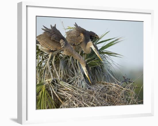 Great Blue Heron Chicks in Nest Looking for Bugs, Ardea Herodias, Viera Wetlands, Florida, USA-Maresa Pryor-Framed Photographic Print