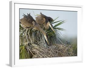 Great Blue Heron Chicks in Nest Looking for Bugs, Ardea Herodias, Viera Wetlands, Florida, USA-Maresa Pryor-Framed Photographic Print