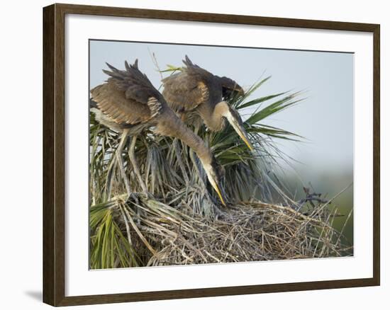 Great Blue Heron Chicks in Nest Looking for Bugs, Ardea Herodias, Viera Wetlands, Florida, USA-Maresa Pryor-Framed Photographic Print