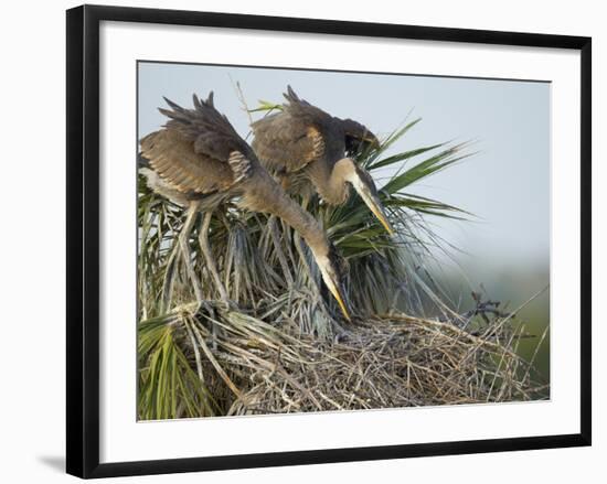 Great Blue Heron Chicks in Nest Looking for Bugs, Ardea Herodias, Viera Wetlands, Florida, USA-Maresa Pryor-Framed Photographic Print