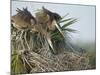 Great Blue Heron Chicks in Nest Looking for Bugs, Ardea Herodias, Viera Wetlands, Florida, USA-Maresa Pryor-Mounted Photographic Print