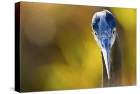 Great Blue Heron, Close Up Portrait-Ken Archer-Stretched Canvas