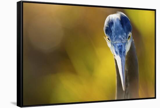 Great Blue Heron, Close Up Portrait-Ken Archer-Framed Stretched Canvas