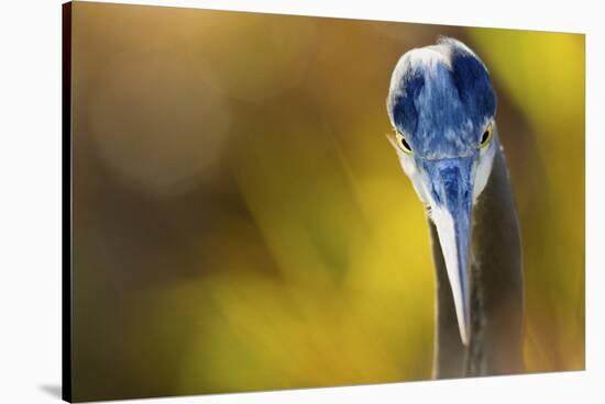 Great Blue Heron, Close Up Portrait-Ken Archer-Stretched Canvas