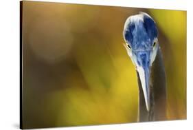 Great Blue Heron, Close Up Portrait-Ken Archer-Stretched Canvas