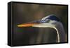 Great Blue Heron, Close Up Portrait-Ken Archer-Framed Stretched Canvas