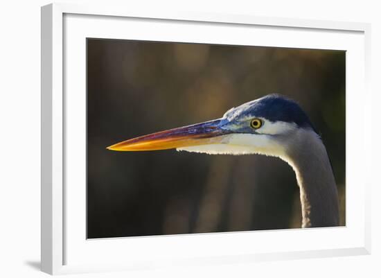 Great Blue Heron, Close Up Portrait-Ken Archer-Framed Photographic Print