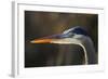 Great Blue Heron, Close Up Portrait-Ken Archer-Framed Photographic Print