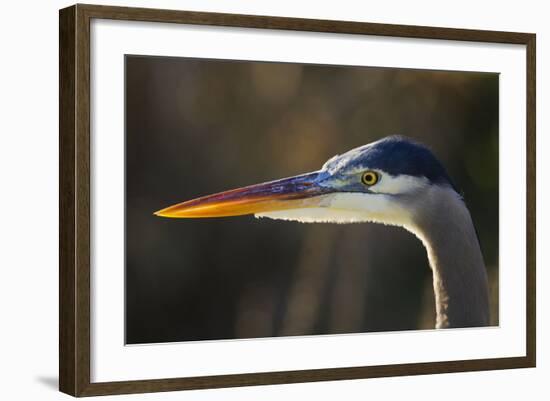 Great Blue Heron, Close Up Portrait-Ken Archer-Framed Photographic Print