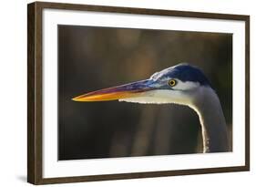 Great Blue Heron, Close Up Portrait-Ken Archer-Framed Photographic Print