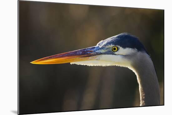 Great Blue Heron, Close Up Portrait-Ken Archer-Mounted Photographic Print