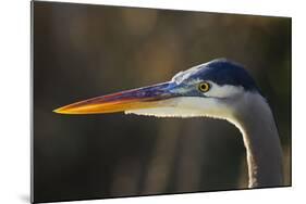 Great Blue Heron, Close Up Portrait-Ken Archer-Mounted Photographic Print