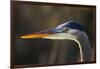 Great Blue Heron, Close Up Portrait-Ken Archer-Framed Photographic Print