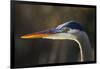 Great Blue Heron, Close Up Portrait-Ken Archer-Framed Photographic Print