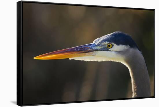 Great Blue Heron, Close Up Portrait-Ken Archer-Framed Stretched Canvas