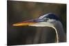 Great Blue Heron, Close Up Portrait-Ken Archer-Stretched Canvas