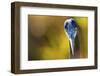 Great Blue Heron, Close Up Portrait-Ken Archer-Framed Photographic Print