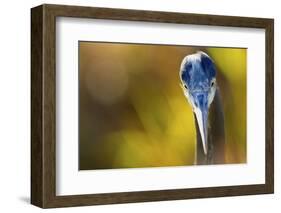 Great Blue Heron, Close Up Portrait-Ken Archer-Framed Photographic Print