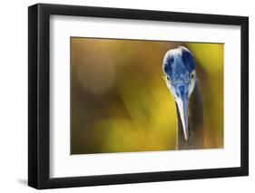 Great Blue Heron, Close Up Portrait-Ken Archer-Framed Photographic Print