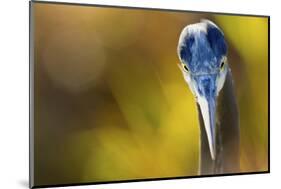 Great Blue Heron, Close Up Portrait-Ken Archer-Mounted Photographic Print