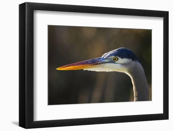 Great Blue Heron, Close Up Portrait-Ken Archer-Framed Photographic Print