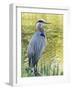 Great Blue Heron, Crystal Springs Rhododendron Garden, Portland, Oregon.-William Sutton-Framed Photographic Print