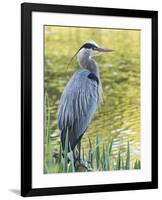 Great Blue Heron, Crystal Springs Rhododendron Garden, Portland, Oregon.-William Sutton-Framed Photographic Print