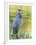 Great Blue Heron, Crystal Springs Rhododendron Garden, Portland, Oregon.-William Sutton-Framed Photographic Print