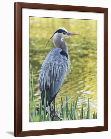 Great Blue Heron, Crystal Springs Rhododendron Garden, Portland, Oregon.-William Sutton-Framed Photographic Print