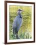 Great Blue Heron, Crystal Springs Rhododendron Garden, Portland, Oregon.-William Sutton-Framed Photographic Print