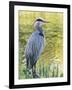 Great Blue Heron, Crystal Springs Rhododendron Garden, Portland, Oregon.-William Sutton-Framed Photographic Print