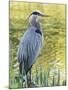 Great Blue Heron, Crystal Springs Rhododendron Garden, Portland, Oregon.-William Sutton-Mounted Photographic Print