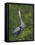 Great Blue Heron Displaying the Sky Point Courtship Ritual-Arthur Morris-Framed Stretched Canvas