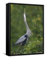 Great Blue Heron Displaying the Sky Point Courtship Ritual-Arthur Morris-Framed Stretched Canvas