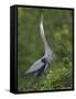 Great Blue Heron Displaying the Sky Point Courtship Ritual-Arthur Morris-Framed Stretched Canvas