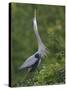 Great Blue Heron Displaying the Sky Point Courtship Ritual-Arthur Morris-Stretched Canvas