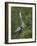 Great Blue Heron Displaying the Sky Point Courtship Ritual-Arthur Morris-Framed Photographic Print