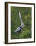 Great Blue Heron Displaying the Sky Point Courtship Ritual-Arthur Morris-Framed Photographic Print