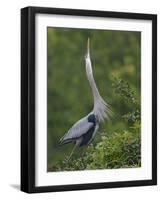 Great Blue Heron Displaying the Sky Point Courtship Ritual-Arthur Morris-Framed Photographic Print