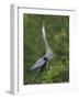 Great Blue Heron Displaying the Sky Point Courtship Ritual-Arthur Morris-Framed Photographic Print