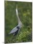 Great Blue Heron Displaying the Sky Point Courtship Ritual-Arthur Morris-Mounted Photographic Print