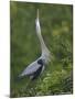 Great Blue Heron Displaying the Sky Point Courtship Ritual-Arthur Morris-Mounted Photographic Print