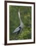 Great Blue Heron Displaying the Sky Point Courtship Ritual-Arthur Morris-Framed Photographic Print