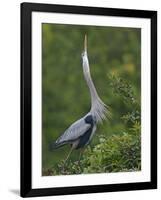 Great Blue Heron Displaying the Sky Point Courtship Ritual-Arthur Morris-Framed Photographic Print