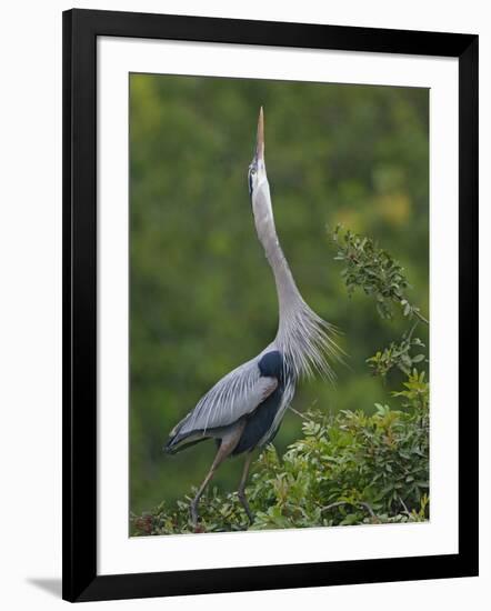 Great Blue Heron Displaying the Sky Point Courtship Ritual-Arthur Morris-Framed Photographic Print