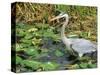 Great Blue Heron, Everglades National Park, FL-Mark Gibson-Stretched Canvas