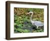 Great Blue Heron, Everglades National Park, FL-Mark Gibson-Framed Photographic Print