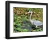 Great Blue Heron, Everglades National Park, FL-Mark Gibson-Framed Photographic Print